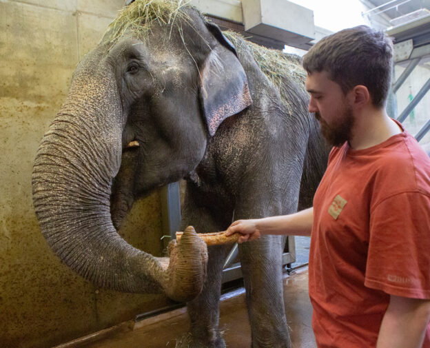 Jsme partnery chovu slona indického